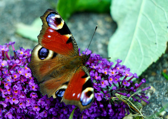 Peacock Butterfly Eating on a Flower