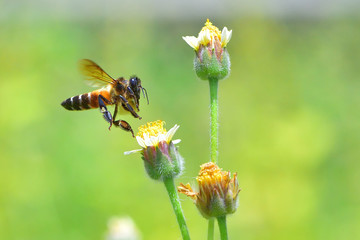 a Bee flying to the beautiful flower