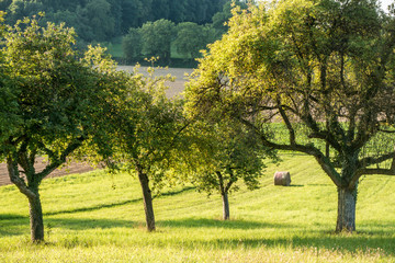 Streuobstwiese