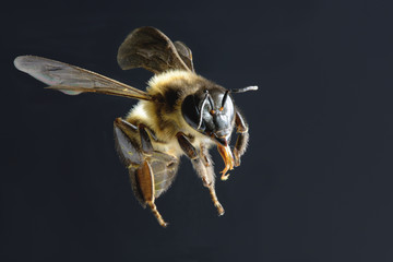 a bee Flying Isolated on black background