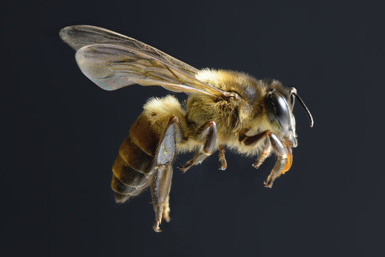 a bee Flying Isolated on black background