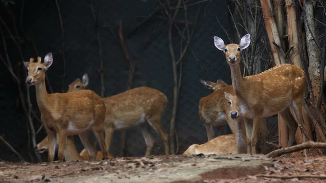 Group of Fea's muntjac, Tenasserim muntjac in farm.
