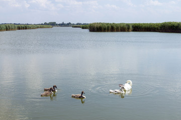 Lake Velence in Hungary