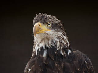 portrait of an eagle