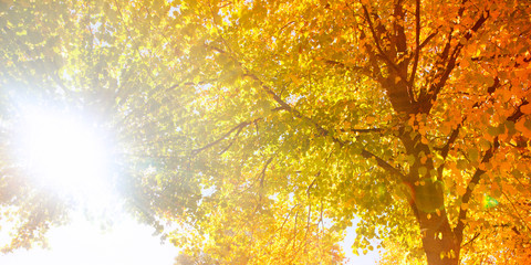 Fototapeta na wymiar autumnal background