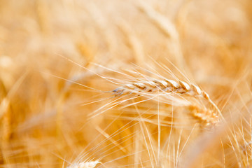 Picture of ripe rye field