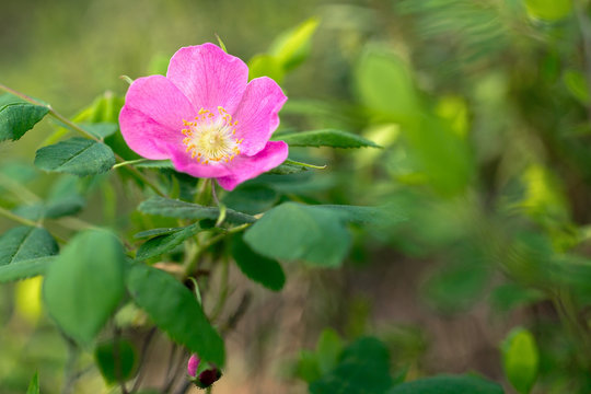 Greek Nature Macro Magreek Nature Macro Macro Buryatia Irkutsk River Vitim Taigacro Buryatia Irkutsk River Vitim Taiga