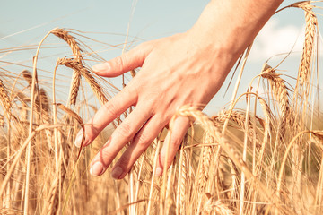 Plakat Photo of man's hand and rye spikelets