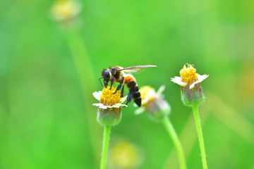 a Bee perched on the beautiful flower