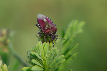 siberia nature buryatia irkutsk 