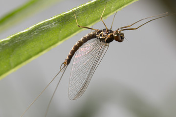 siberia nature buryatia irkutsk 