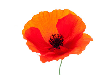 Obraz premium wonderful isolated red poppy flower, white background. studio shot, closeup