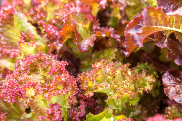 Fresh red green salad lettuce