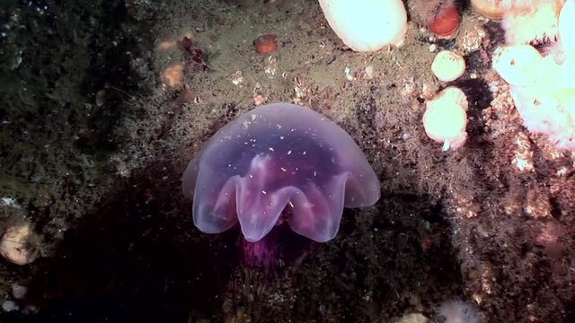 Medusa jellyfish in White fluffy metridium underwater on seabed of White Sea. Unique video close up. Flowers of marine life in clean clear pure and transparent water in search of food.