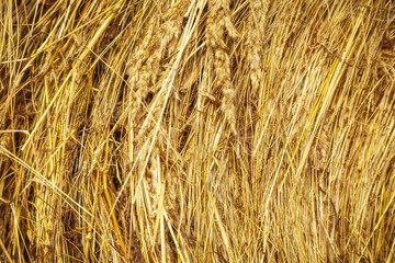 Closeup of golden hay roll
