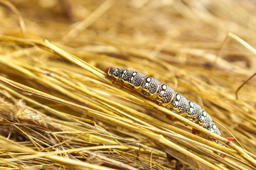 Spurge hawk-moth caterpillar(Hyles euphorbiae)on the hostplant