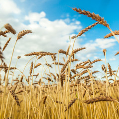 Landscape with the wheat field