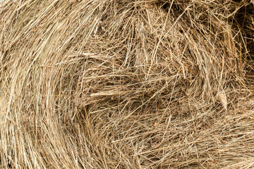 Closeup of golden hay roll