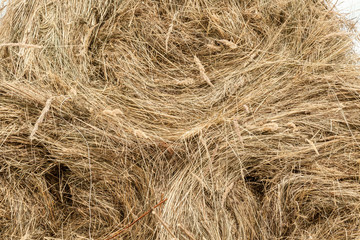 Closeup of golden hay roll
