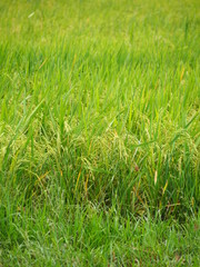 Paddy field