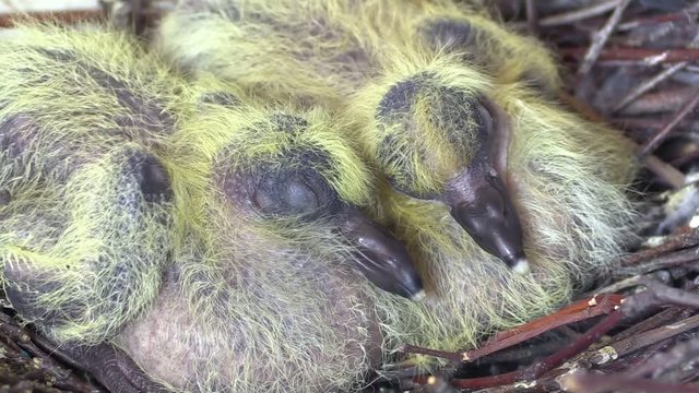 Two new born pigeons in nest