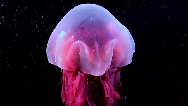 Medusa jellyfish underwater on black background of White Sea. Unique video close up. Predators of marine life in clean clear pure and transparent water in search of food.