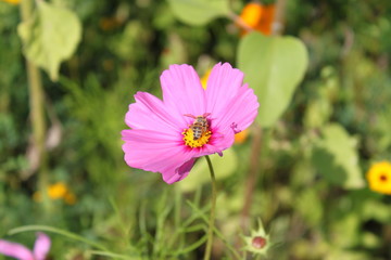 Biene in pinker Sommerblüte