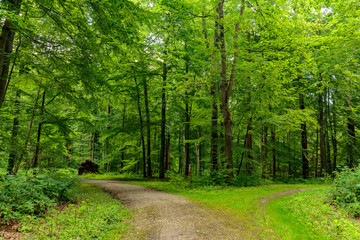 Waldweg