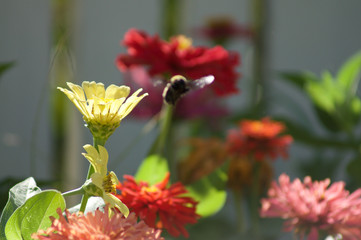 Bee Landing