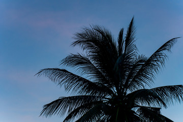 Fototapeta na wymiar Silhouette scene of palm tree with sunset sky