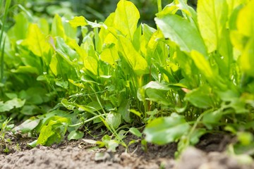 Sorrel growing in garden