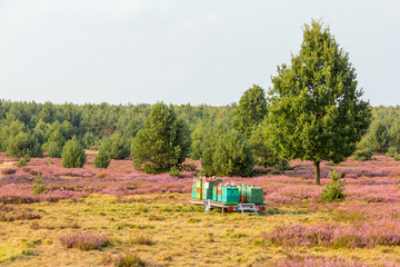 Fototapeta premium Heideland