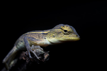 Chameleon