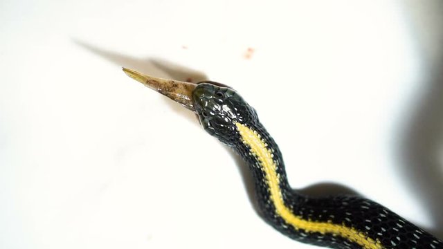 Black snake with yellow strip eating fish