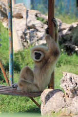 Gibbon