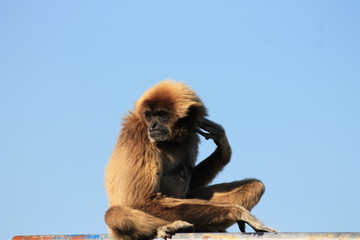 AFFE