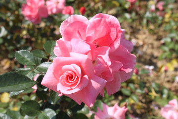 rosafarbene Rosenblüten auf Sommerwiese
