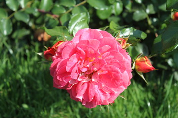 rosafarbene Rosenblüte im Sommer