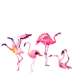 Beautiful flamingos, isolated on a white. Big set.