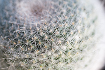 Close up thorns of cactus, Backgrounds of Cactus.