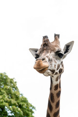Close-up of a gorgeous giraffe face with blurred trees in the background 