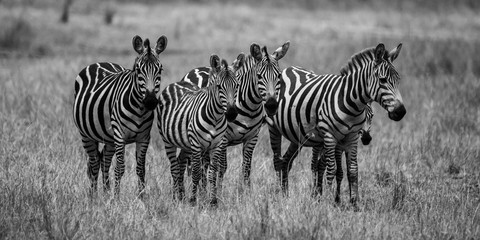 Fototapeta na wymiar Five Zebras