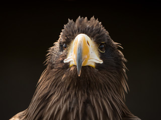 portrait of an eagle