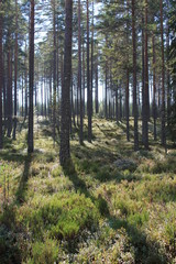 Wald