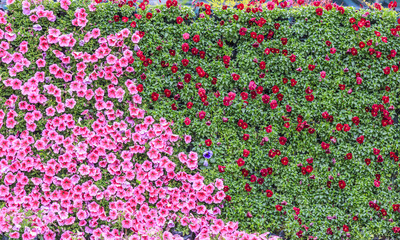Flower wall