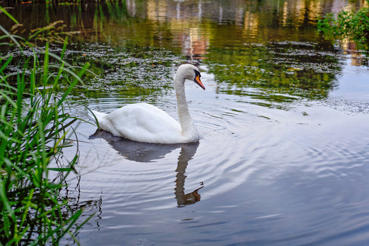 Swan in the Avon River