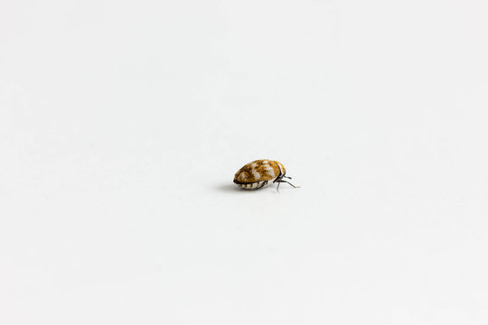 dermistid beetle (Trogoderma angustum) walking alone on white background