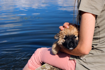 Lovely puppy sitting on the hands of a girl at the riverbank..