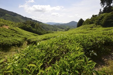 Plantations de thé des Cameron Highlands