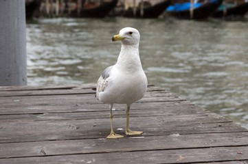 Larus michahellis, Yellow-legged Gull on wooden pier
